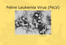 feline-leukemia-virus-felv-1-638